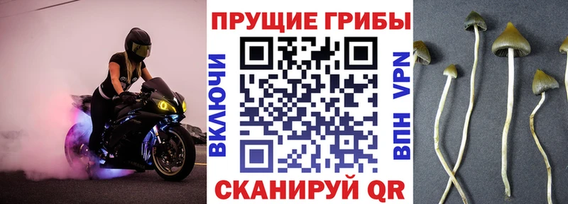 Купить закладки  Томилино  Псилоцибиновые грибы ЛСД 